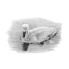 Cygnet A4 Print